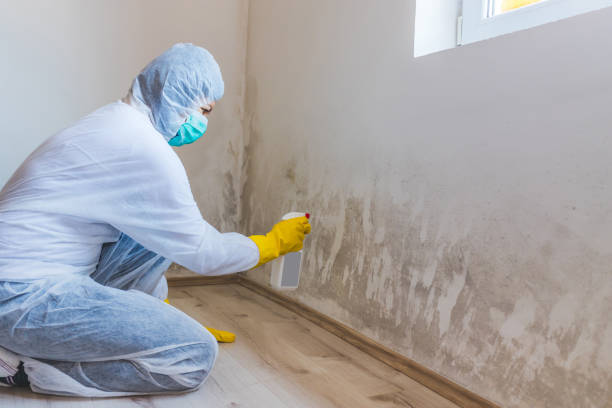 Licensed Black Mold Removal service in Woodbury, NY - WQB Mold Removal