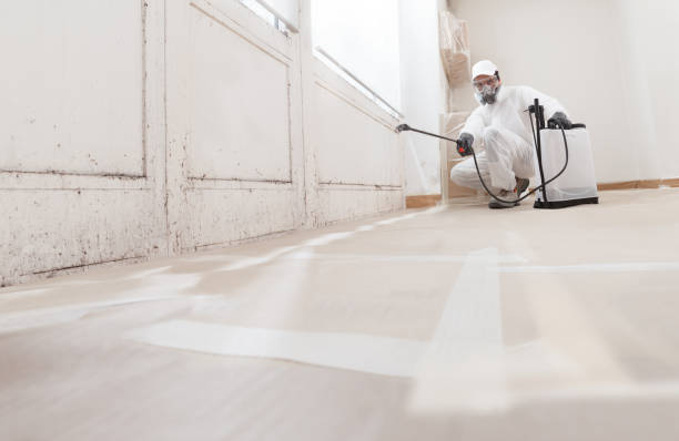 Trusted Black Mold Removal service in Woodbury, NY - WQB Mold Removal