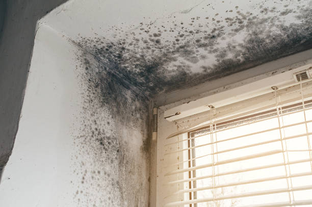 Affordable Black Mold Removal solutions in Woodbury, NY